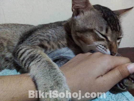 For adoption. Male adult cat